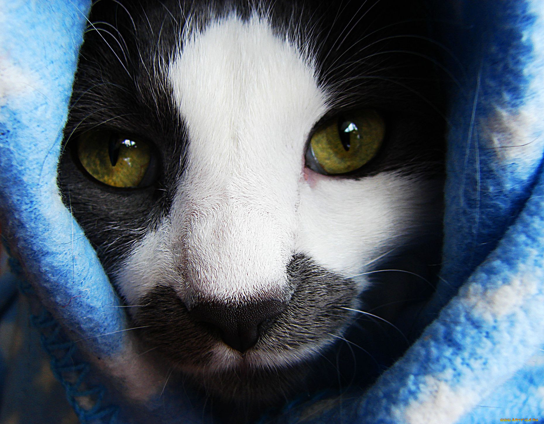 , , cat